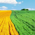 Agroenergetyka - pomysł na dochodowy biznes